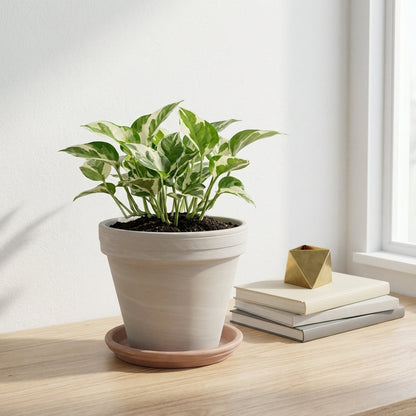 פוטוס אנגוי עציץ קוטר 12 ס״מ