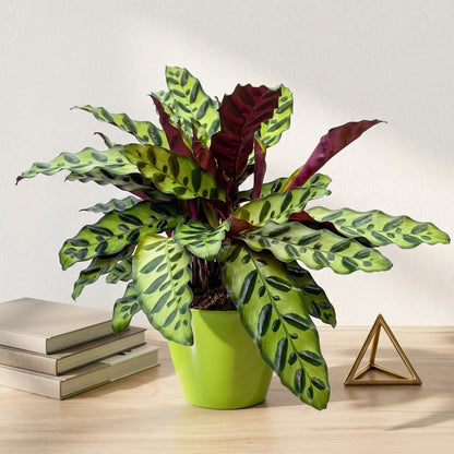 קלתאה אינסיגניס