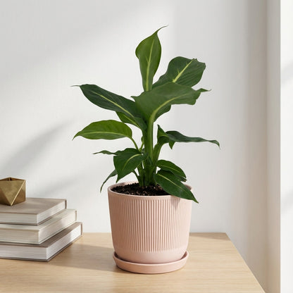 דיפנבכיה קונפקטה