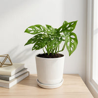 כד פסים לבן קוטר 13 + תחתית