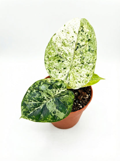 אלוקסיה דרגון סקייל מינט | בייבי מבצע-2-nan.png.png