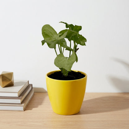 סינגוניום מילק קונפטי