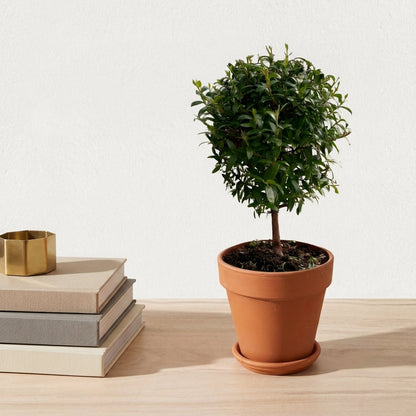 הדס עציץ קוטר 12