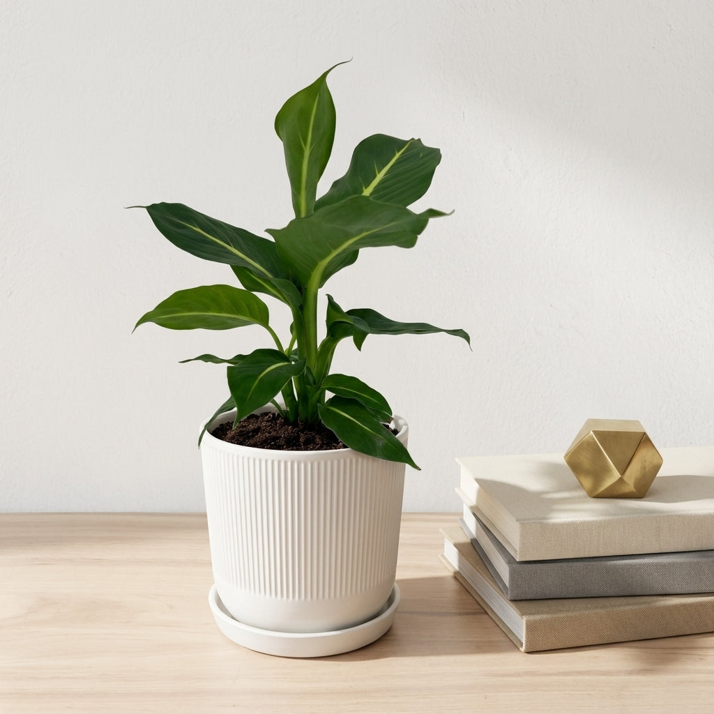 דיפנבכיה קונפקטה