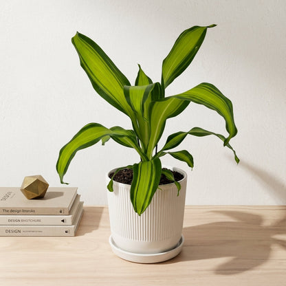 דרצנה מסינגה