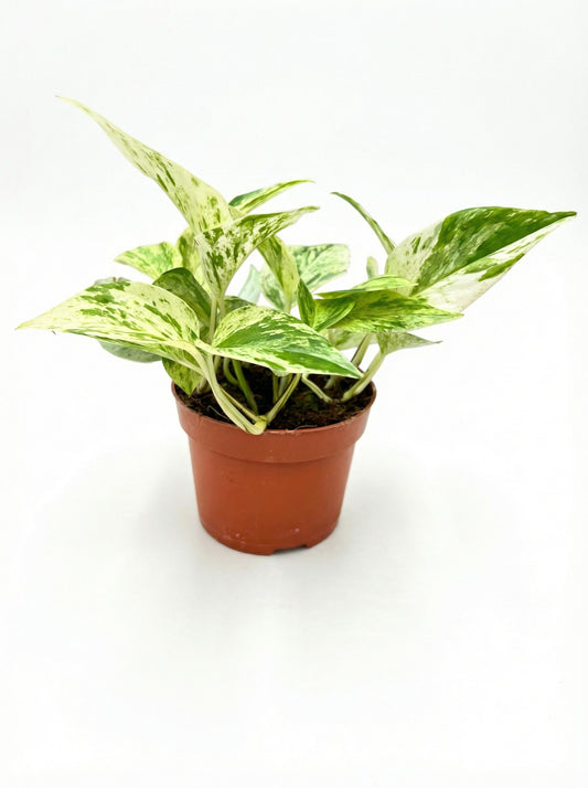 אפיפרמיום סנואו ליאופרד | בינוני-1-nan.png.png