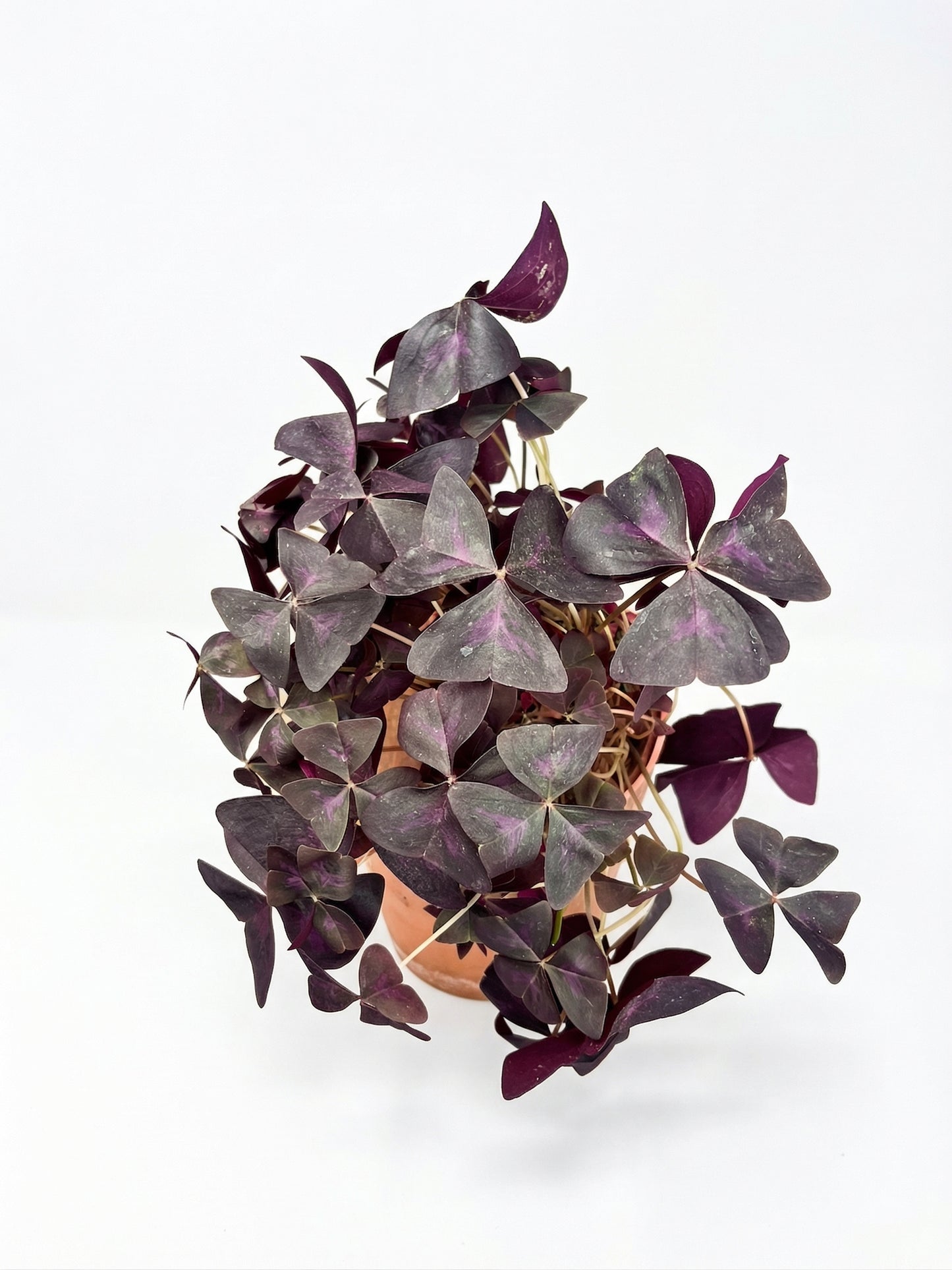 חמציץ | בינוני-2-nan.png.png