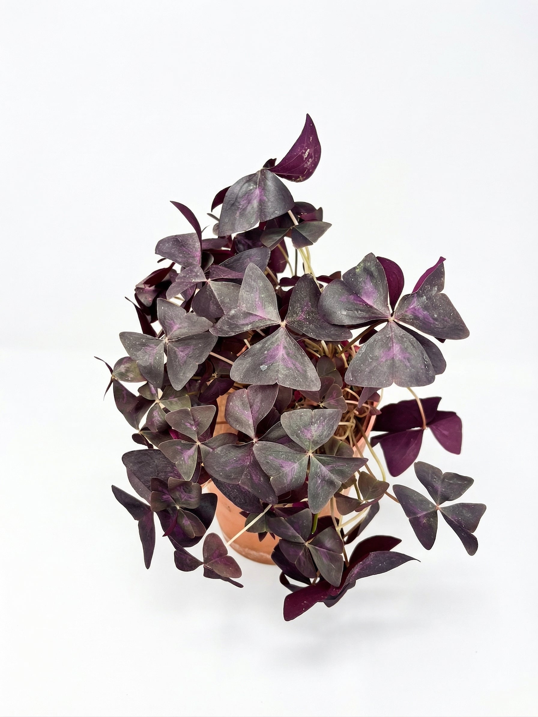 חמציץ | בינוני-2-nan.png.png