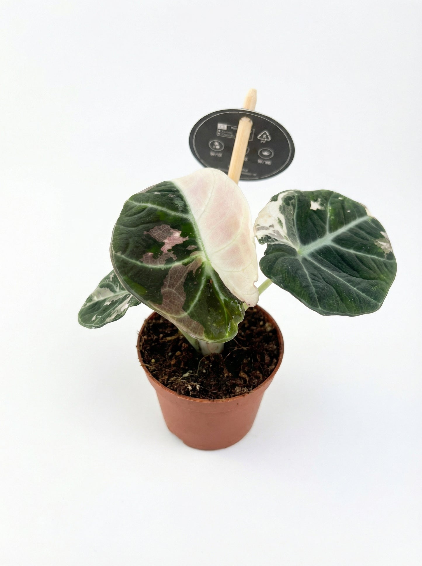 אלוקסיה בלאק וולווט פינק | בייבי-3-nan.png.png