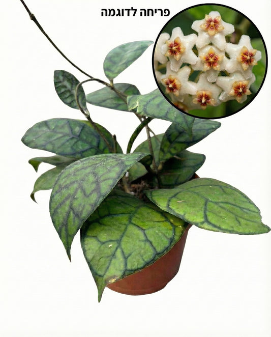 הויה קליסטופיליה | בייבי מבצע-1-nan.png.png