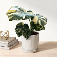 כד פסים לבן קוטר 13 + תחתית