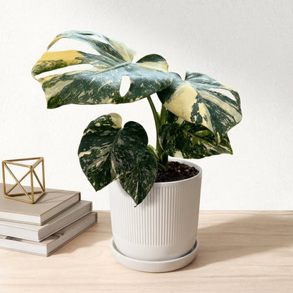 מונסטרה תאי מוטציה