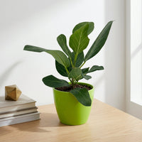 כד קרמיקה חלק ירוק קוטר 13