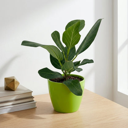 פיקוס אודרי