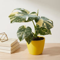 כד קרמיקה חלק צהוב קוטר 13