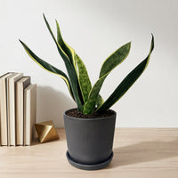 כד פסים שחור קוטר 13 + תחתית