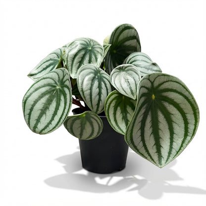 1-פליאה פפרומיה אבטיח-nano.png.png