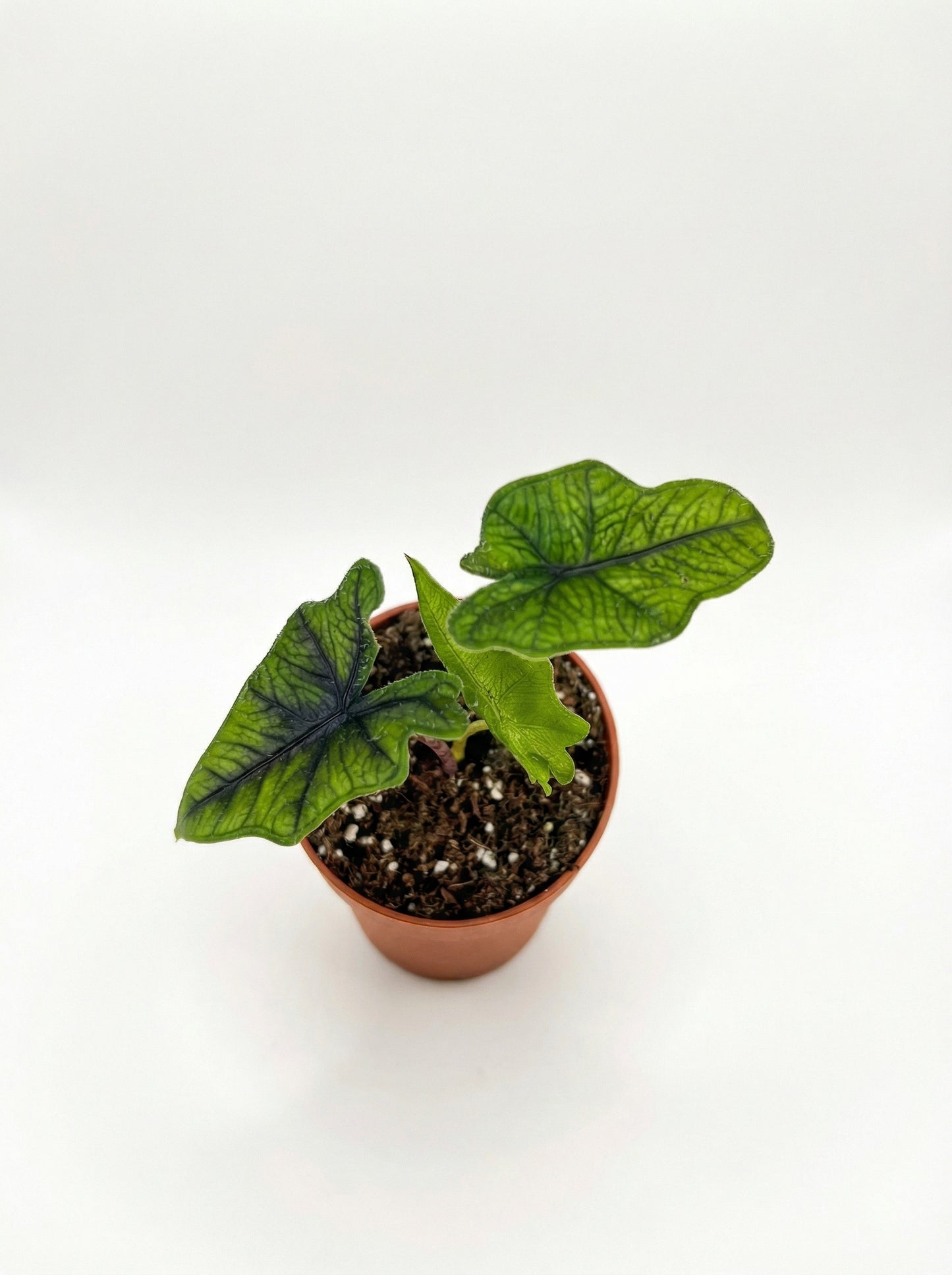 אלוק׳ ג׳קלין| קטן-3-nan.png.png