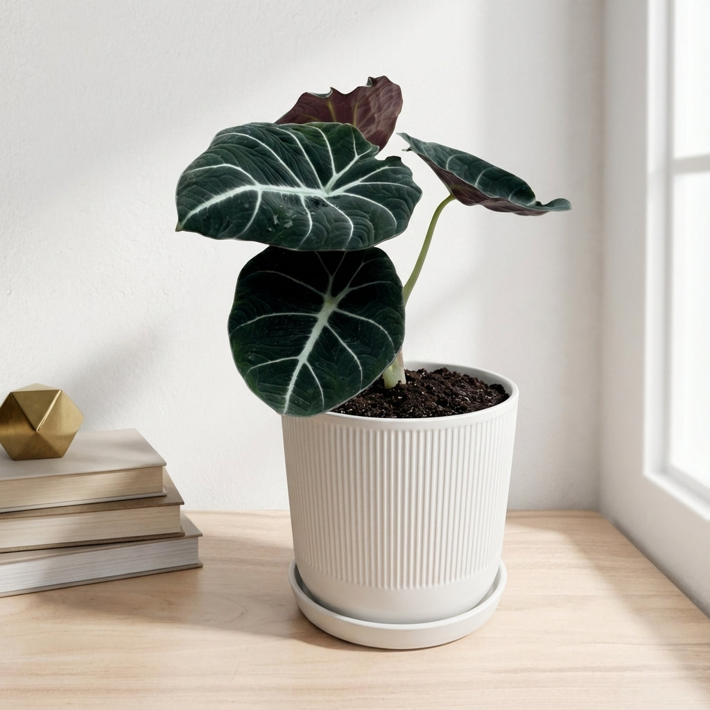 אלוקסיה בלק וולוט קוטר 12