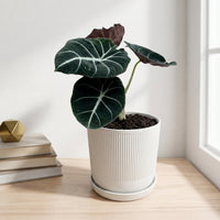 כד פסים לבן קוטר 13 + תחתית