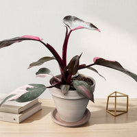 כד טרקוטה בהיר קוטר 16 + תחתית