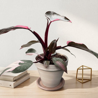 פילונדנדרון פינק פרינסס קוטר 12