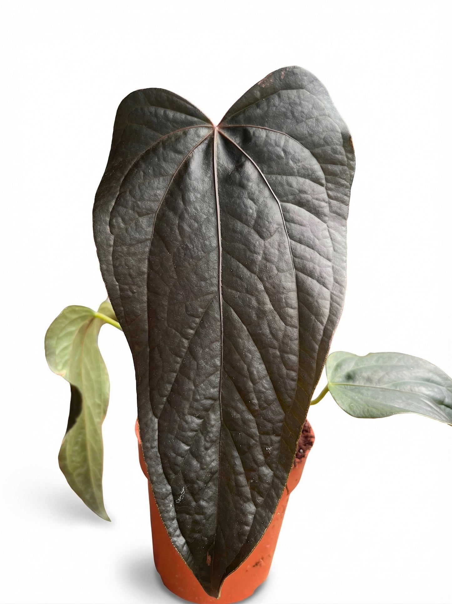 אנטוריום קווין אוף הארטס | בינוני-1-nan.png.png