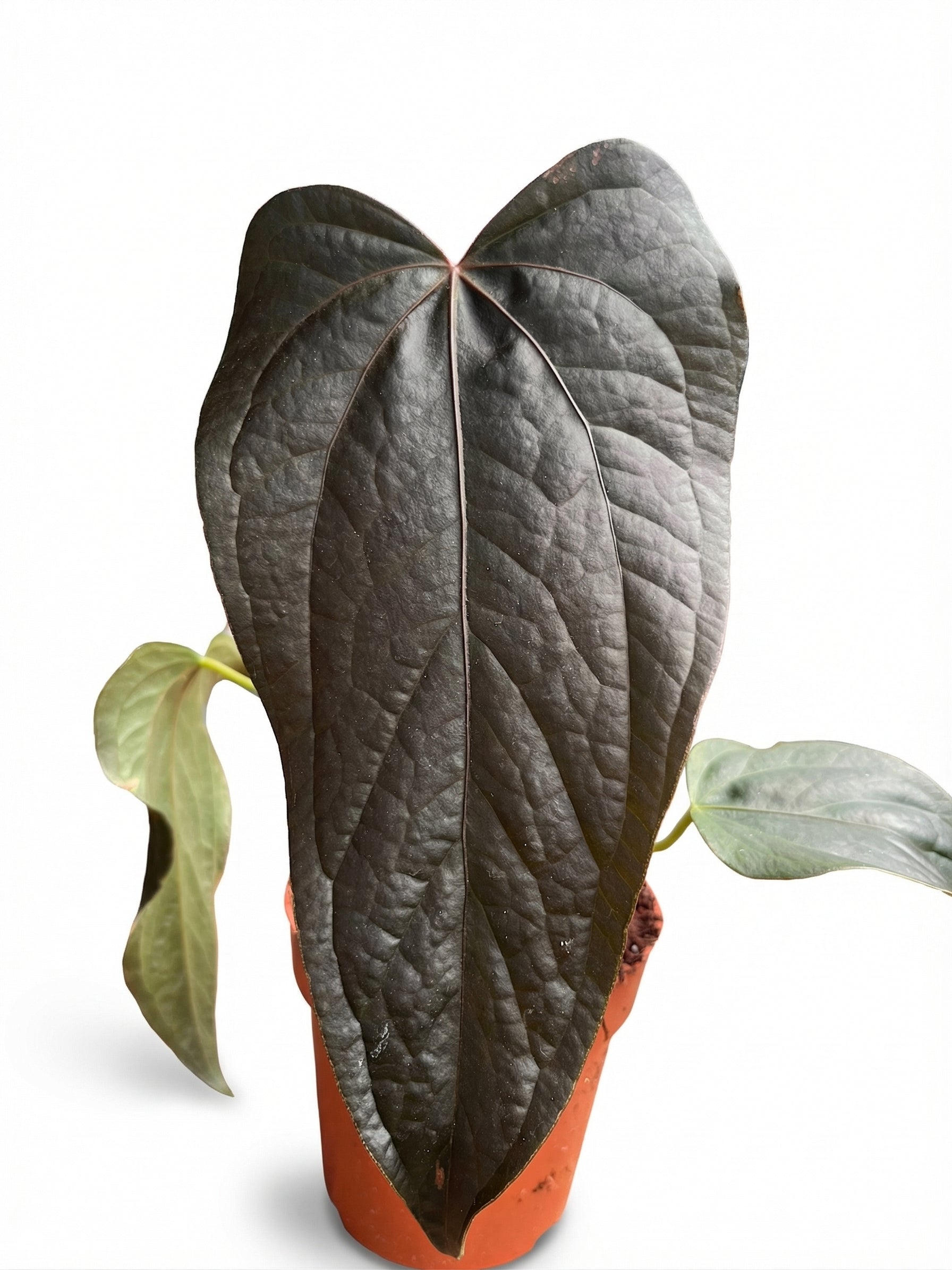 אנטוריום קווין אוף הארטס | בינוני-1-nan.png.png