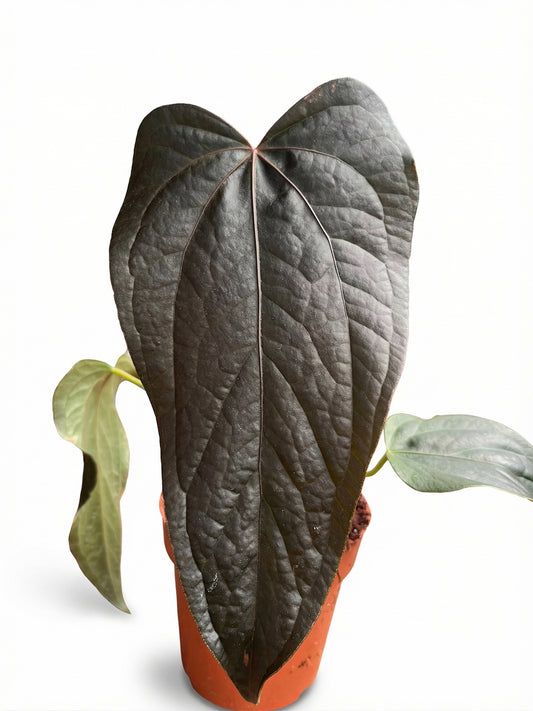 אנטוריום קווין אוף הארטס | בינוני-1-nan.png.png