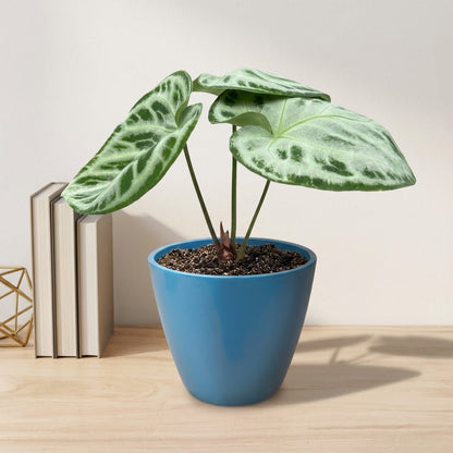 אנטוריום סופר סילבר קוטר 12