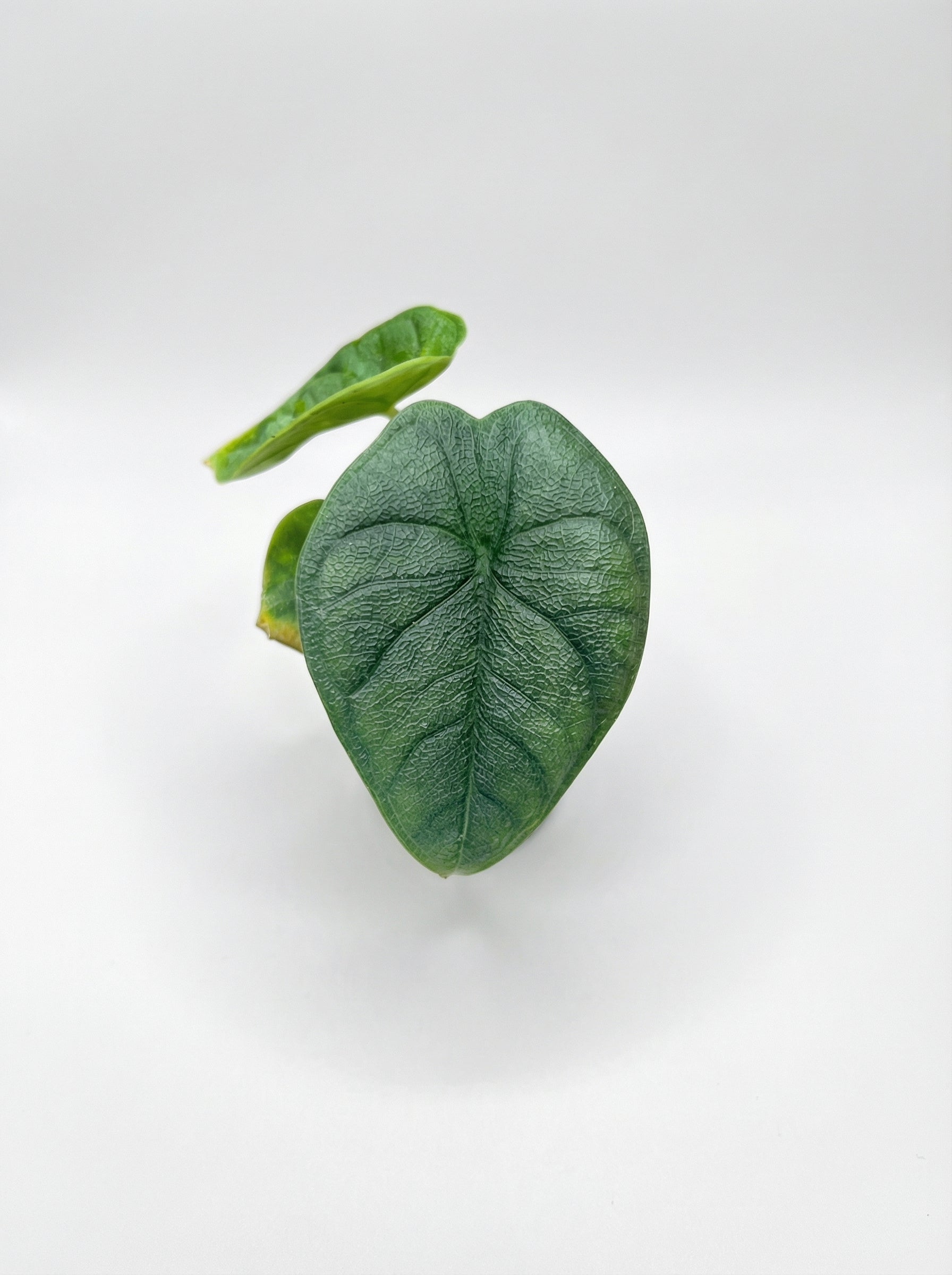 אלוקסיה מלו | בייבי-3-nan.png.png