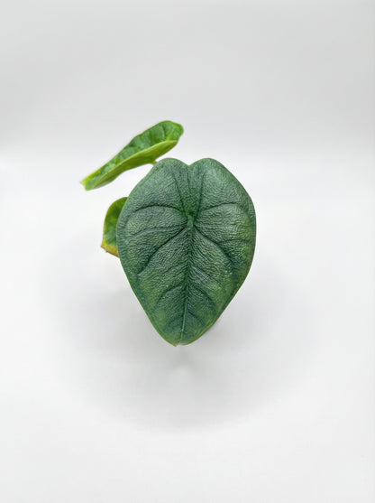 אלוקסיה מלו | בייבי-3-nan.png.png