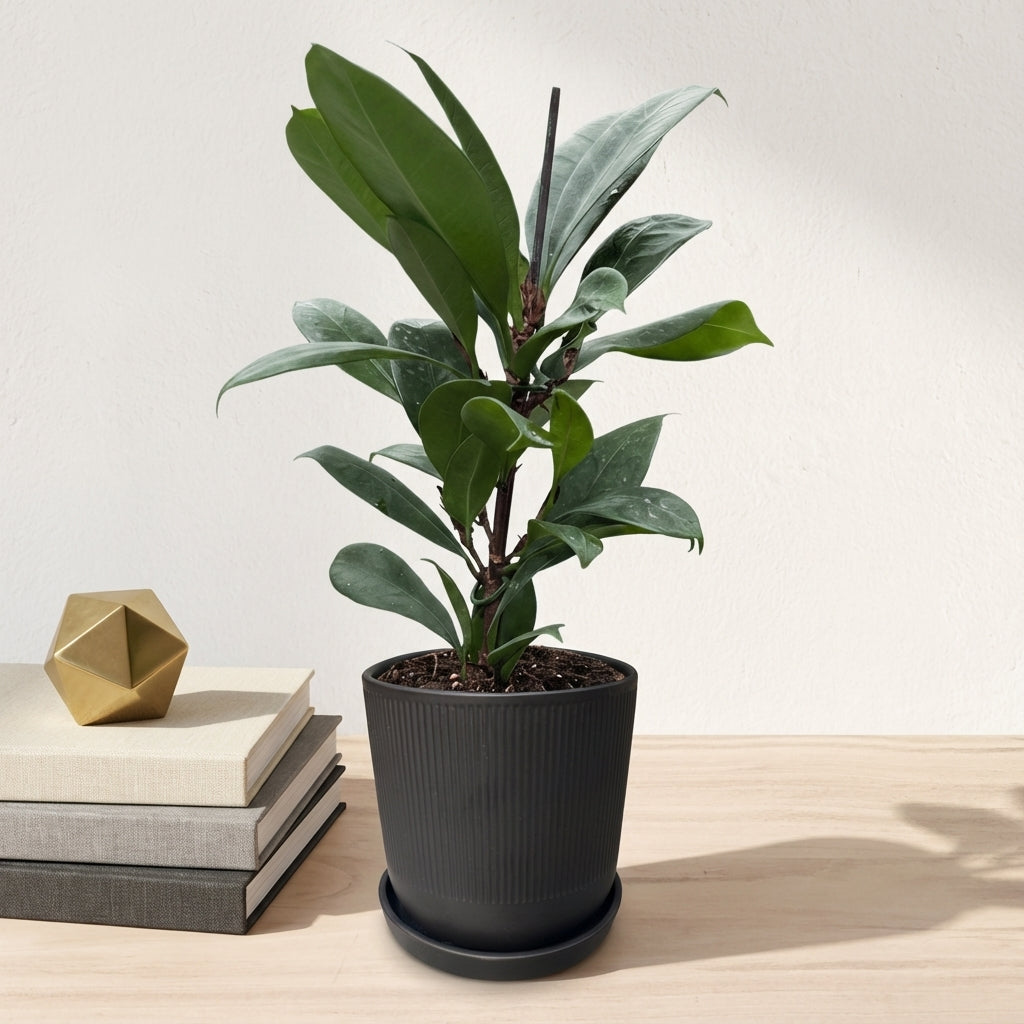 פיקוס בנגלי קוטר 12