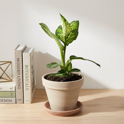 דיפנבכיה קומפקטה