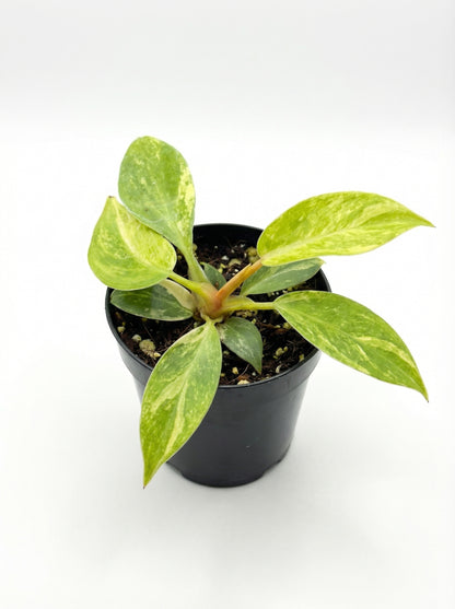 פילונדנדרון ביוטי | בייבי מבצע-3-nan.png.png