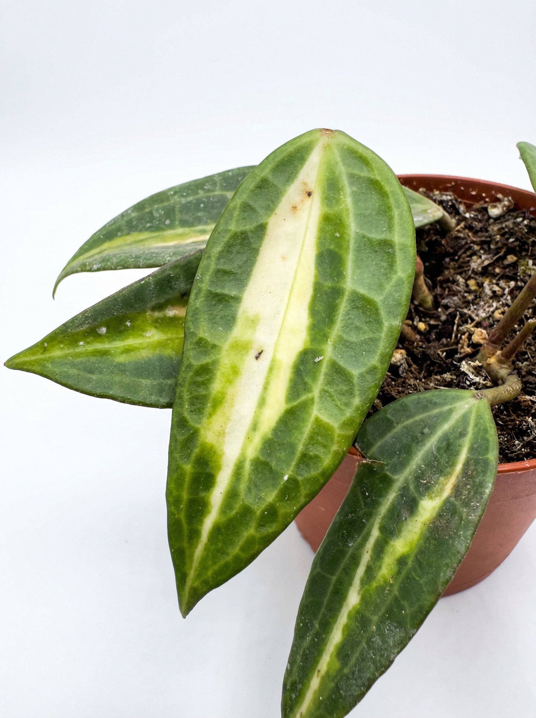 הויה פוט אוף גולד | בינוני-3-nan.png.png