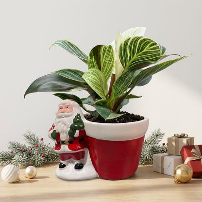 פילונדנדרון בירקין פרימיום