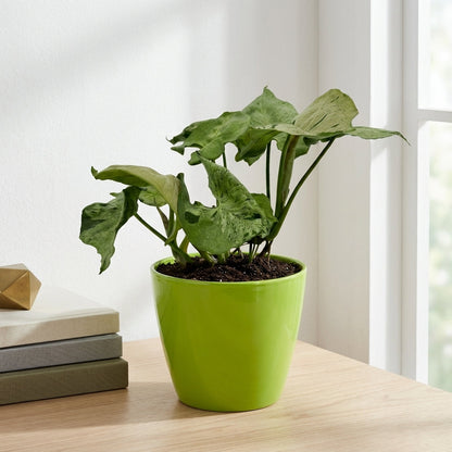 סינגוניום גריי גוסט