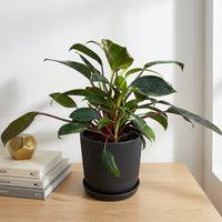 כד פסים שחור קוטר 13 + תחתית