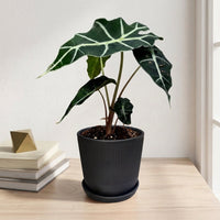 כד פסים שחור קוטר 13 + תחתית