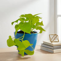 כד קרמיקה חלק כחול קוטר 13