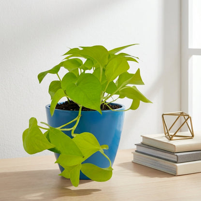 פוטוס נאון עציץ קוטר 12 ס״מ