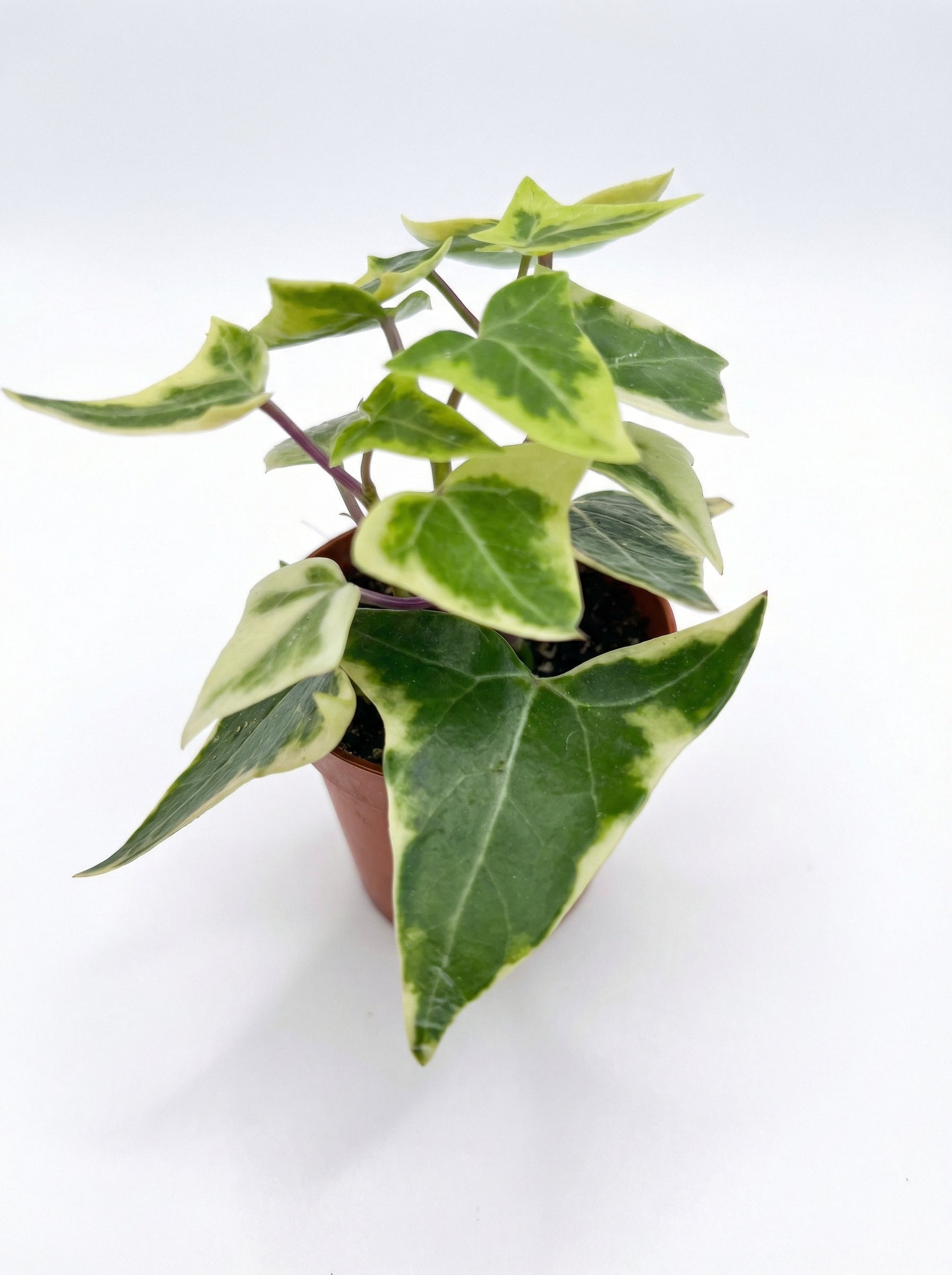 סנציו קיסוסי| בייבי-3-nan.png.png