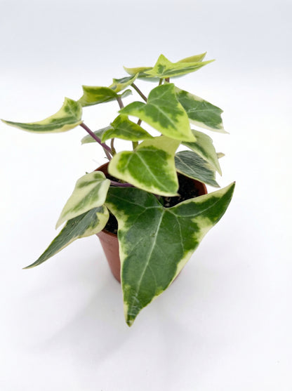 סנציו קיסוסי| בייבי-3-nan.png.png