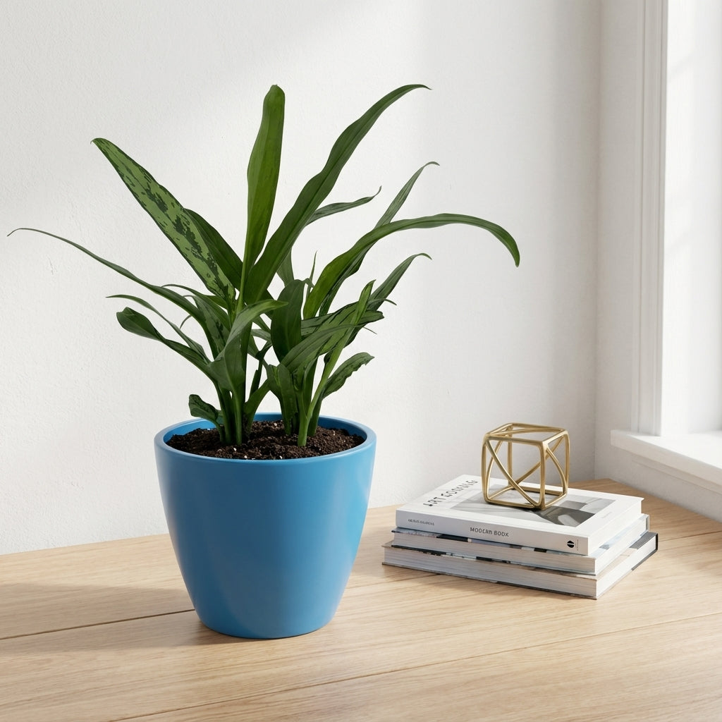 אגלונמה עלה צר