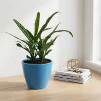 כד קרמיקה חלק כחול קוטר 13