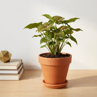 כד טרקוטה חום קוטר 15 + תחתית