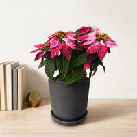 כד פסים שחור קוטר 13 + תחתית