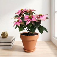 כד טרקוטה חום קוטר 15 + תחתית