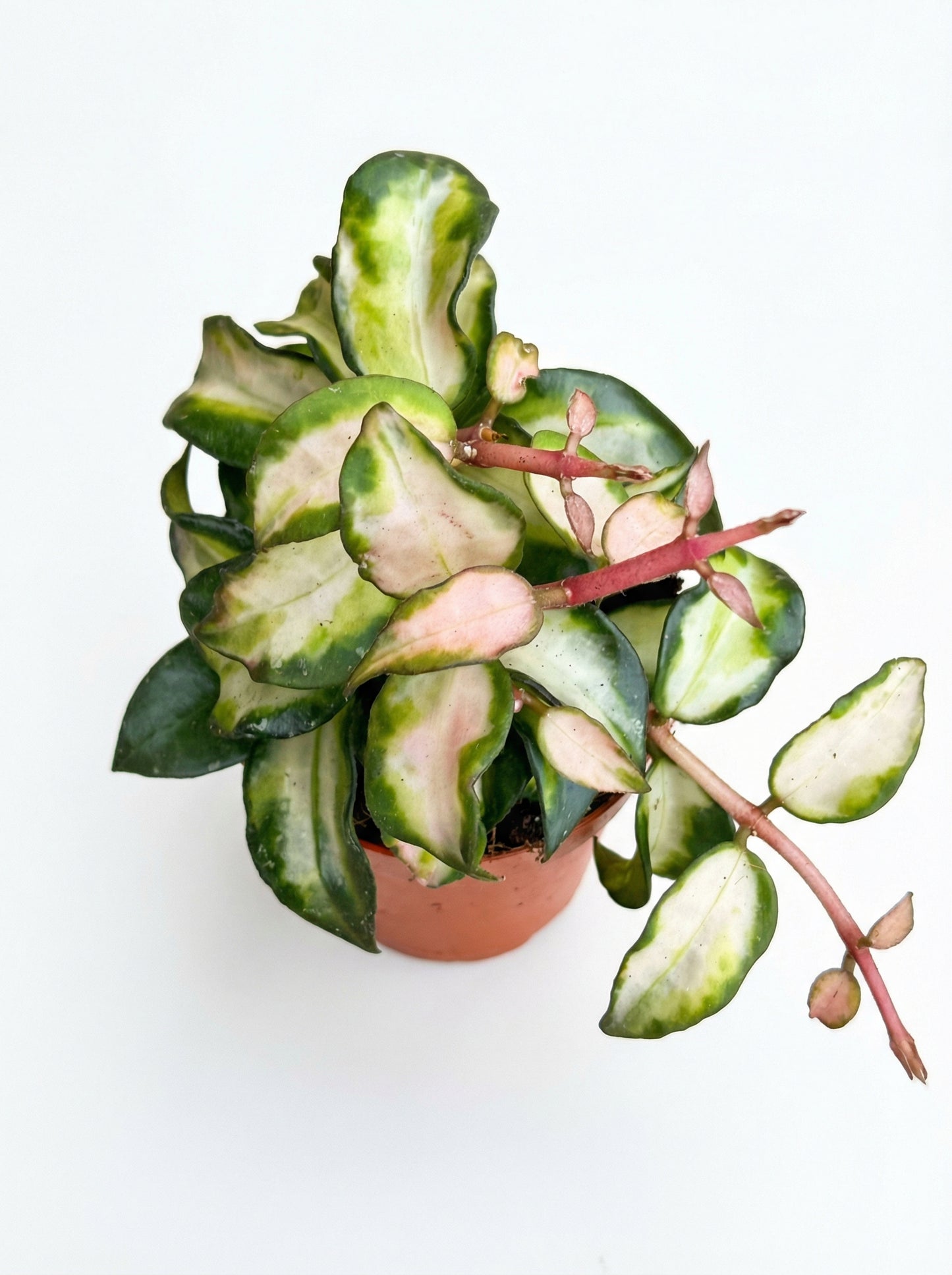 הויה לקונוסה SP ברונו | בייבי-2-nan.png.png